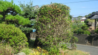 s-IMG_4283